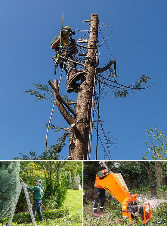 Commercial Tree Care Commercial Tree Service London